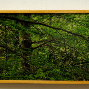 Unending Green by Sara Hollamby