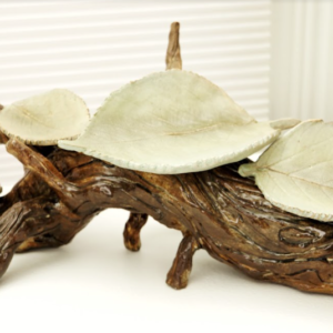 Uprooted by Alexis Collum