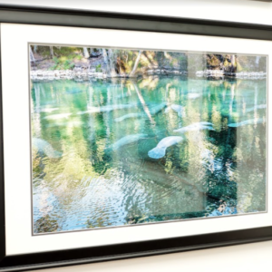 Manatees At Blue Springs by Laura Garza