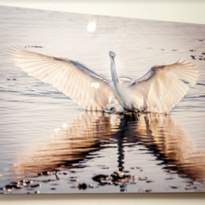 Freedom Snowy Egret by Laura Garza
