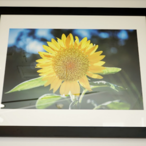 Sunflower by Laura Garza