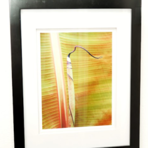 Banana Leaf by Miguel Iglesias