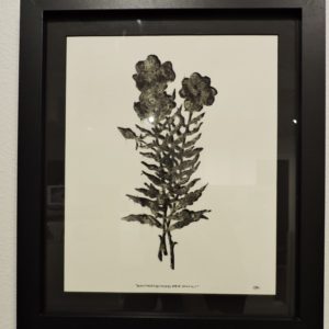 Oenothera Deltoides Susp.HowellII Awaken Series//2021 by Jason Littlefield