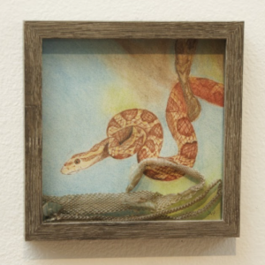 Corn Snake by Jessi VanPelt