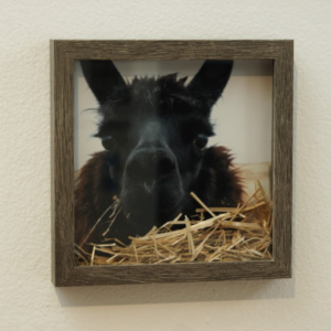 Llama Snack by Jessi VanPelt