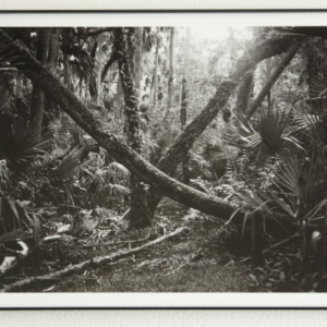 Orlando Wetlands by Adam Mirajkar