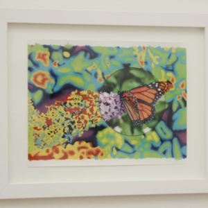 Not Our View (Butterfly) by Sofia del Real