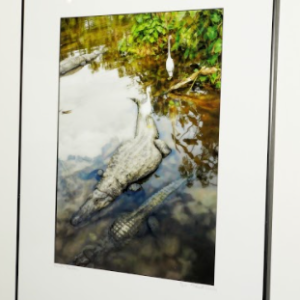 Florida's Diamonds by Pam Loudon