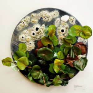 Coccoloba & Barnacles by Gabriela Esteban