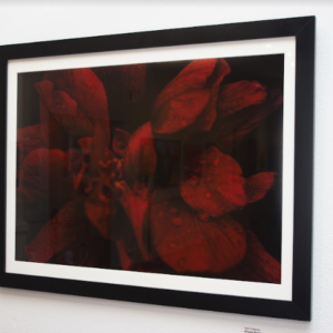 Bloom Boom by Sara Hollamby