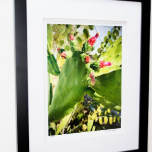 Prickly Pear Cactus Flowers by Miguel Iglesias