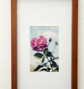 Rebloom by Jennine Faubel