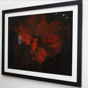 Bloom Blast by Sara Hollamby