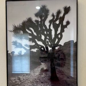 Joshua Tree by Luis Diaz