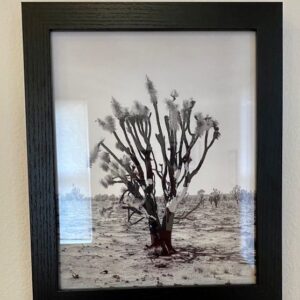 Joshua Tree 2 by Luis Diaz