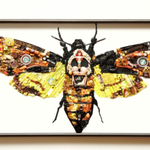 Acherontia_atropos The Silence of the Lambs by Bryan Murch