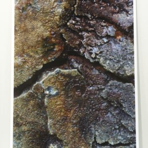 Photograph 2 by Richard Munster