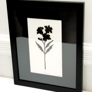 ALSTROEMERIA by Jason Littlefield