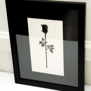 ROSACEAE by Jason Littlefield