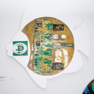 Environment Fish by Julsan