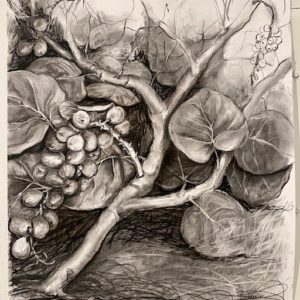 Survival of the Fittest No. I-Sea Grapes by Jamieson Thomas