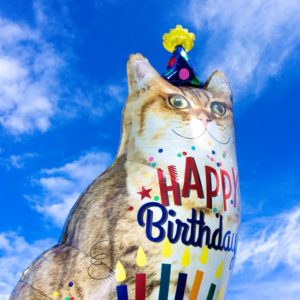 BDay Cat 2